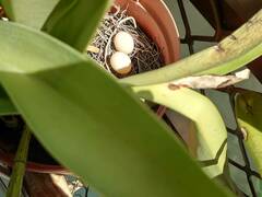 Streptopelia chinensis