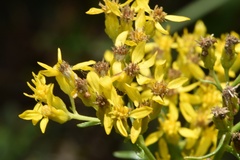 Solidago nitida