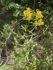 Solidago nitida