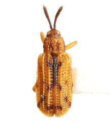 Sumitrosis ancoroides