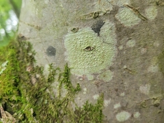 Pertusaria pustulata