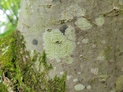 Pertusaria pustulata