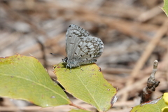Celastrina echo sidara