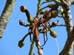 Pseudobombax grandiflorum