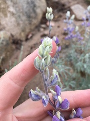 Lupinus padre-crowleyi