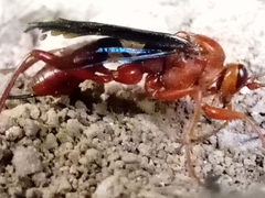 Lissopimpla