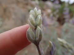 Lupinus padre-crowleyi
