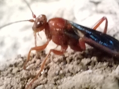 Lissopimpla