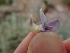Lupinus padre-crowleyi