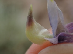 Lupinus padre-crowleyi