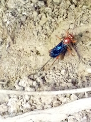 Lissopimpla