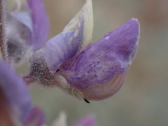 Lupinus padre-crowleyi
