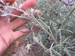 Lupinus padre-crowleyi