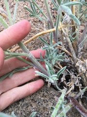 Lupinus padre-crowleyi