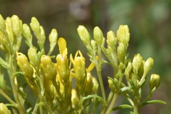 Solidago nitida