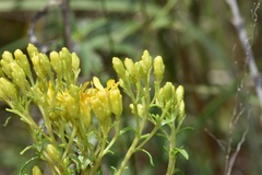 Solidago nitida