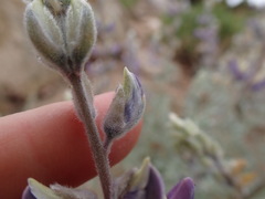 Lupinus padre-crowleyi
