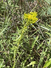 Solidago nitida