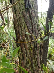 Eucalyptus cephalocarpa