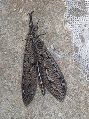 Brachynemurus nebulosus