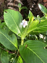 Impatiens sodenii image