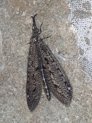 Brachynemurus nebulosus