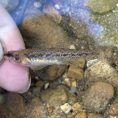 Etheostoma proeliare