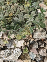 Potentilla subvahliana