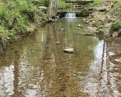Etheostoma proeliare