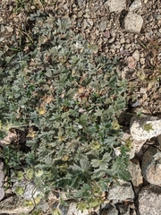 Potentilla subvahliana