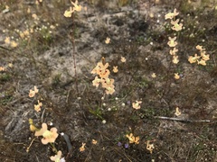Utricularia fulva