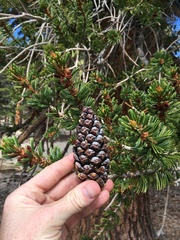 Pinus balfouriana austrina
