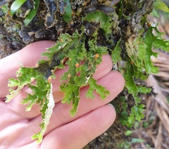 Pseudocyphellaria glabra