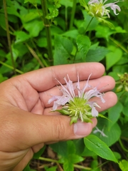 Monarda serotina