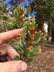Pinus balfouriana austrina