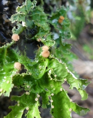 Pseudocyphellaria glabra