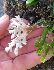 Pseudocyphellaria glabra