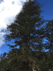 Pinus balfouriana austrina