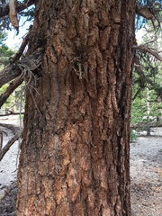 Pinus balfouriana austrina