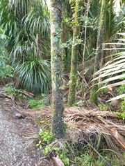 Pseudocyphellaria glabra