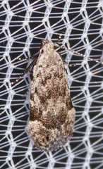 Anacampsis conclusella