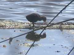 Fulica americana