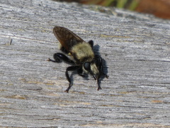 Laphria posticata