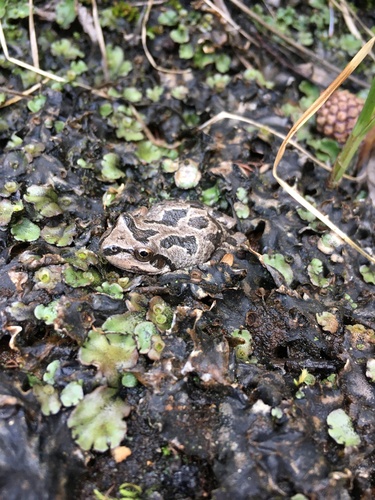 iNaturalist observation photo of Pacific chorus frog