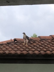 Accipiter cooperii
