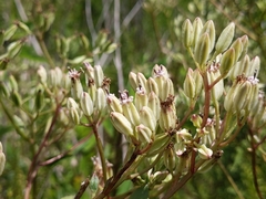 Arnoglossum diversifolium