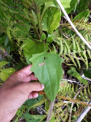 Arnoglossum diversifolium