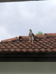 Accipiter cooperii