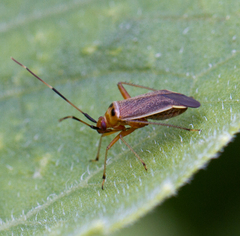 Adelphocoris rapidus