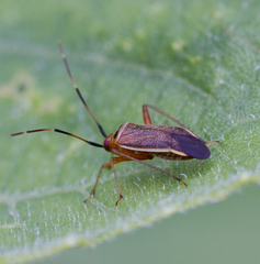 Adelphocoris rapidus